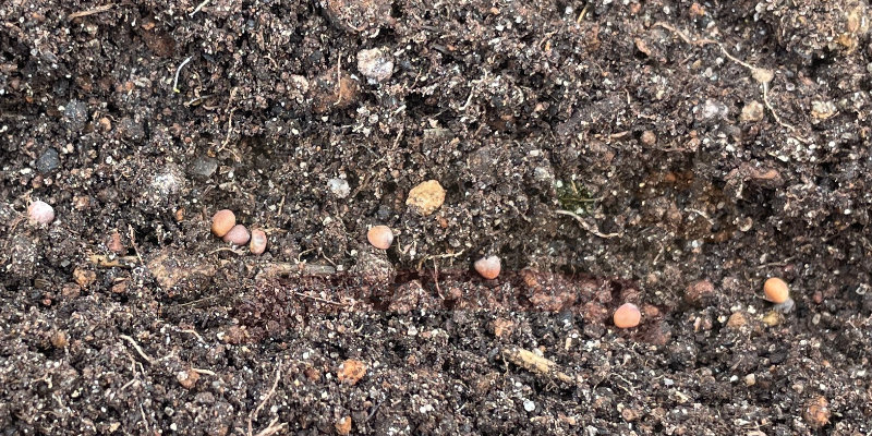 プランターにまいた赤丸はつか大根の種