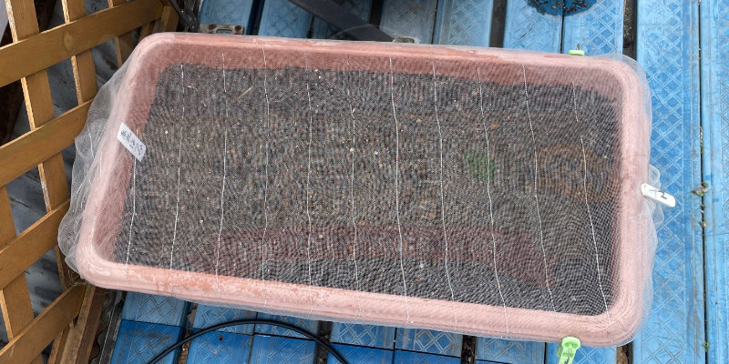 プランターに隙間なく防虫ネットを設置した様子