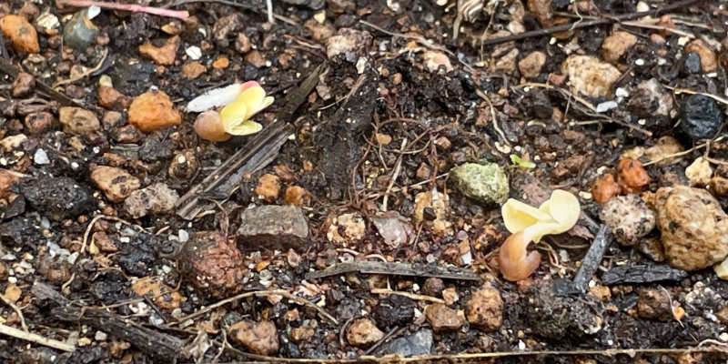 赤丸はつか大根の発芽