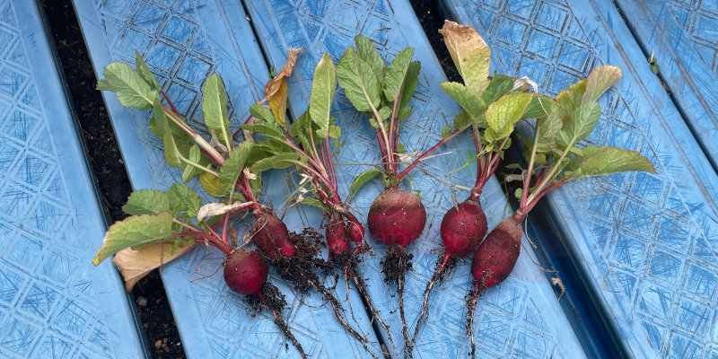 寒さで肥大しなかった赤丸はつか大根