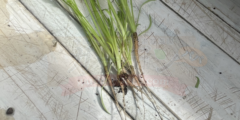 間引きをしたベビーキャロットの様子