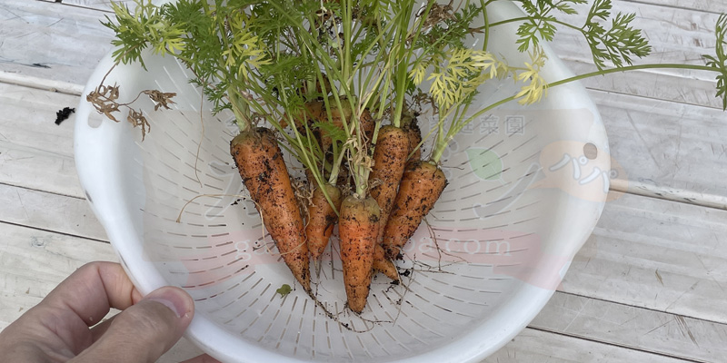 収穫した一部のベビーキャロット