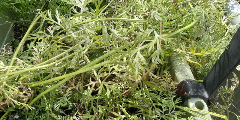 ニンジン栽培で栄養不足により葉が黄色くなった状態