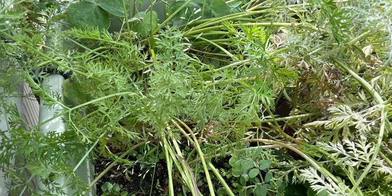 ニンジン栽培で枯れた葉の間から新しい緑の葉が伸びてきた状態