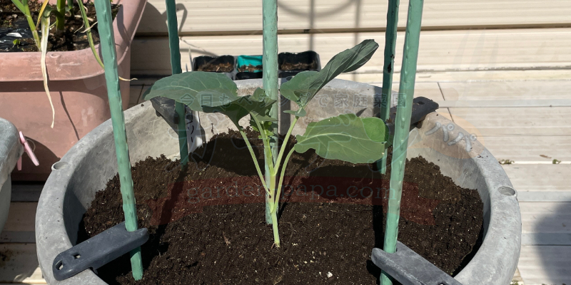 プランターに定植したブロッコリーの苗