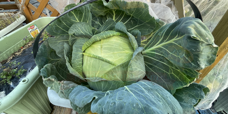 収穫できるサイズにまで育った冬キャベツの様子