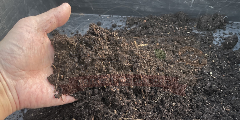 １０日後の土を手に取ってみた様子
