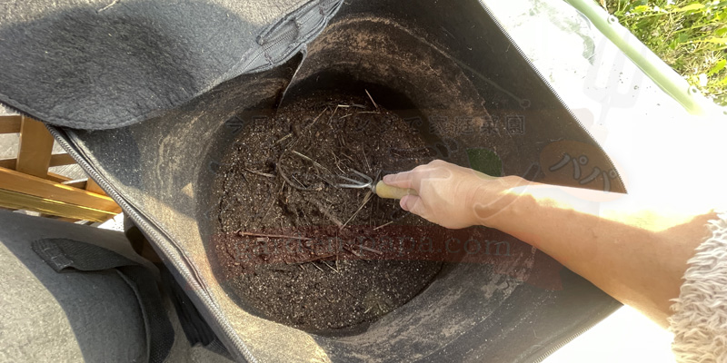 推肥作りを初めて１０日後の様子