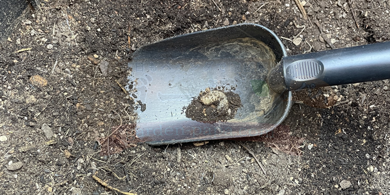 幼虫が入り込んでいた様子