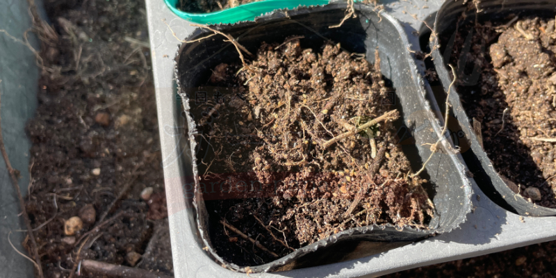 セロリ ポット種まき