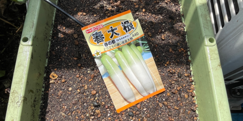 春大根の種が入った袋の写真