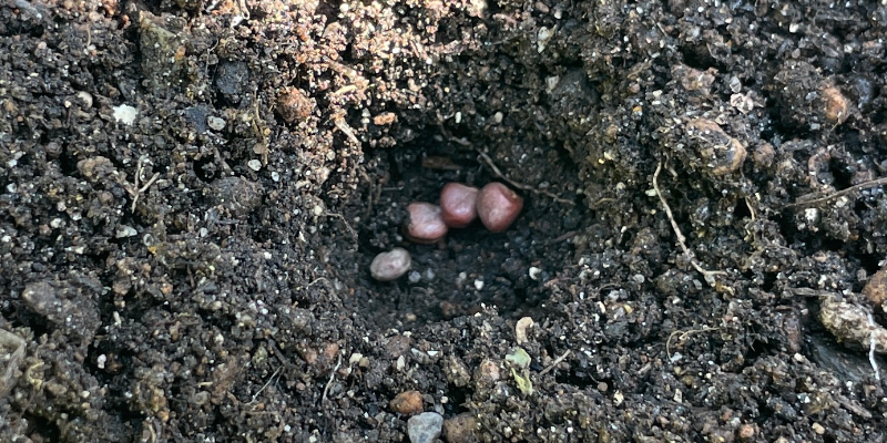 春大根の種４粒を１つの穴にまいた様子