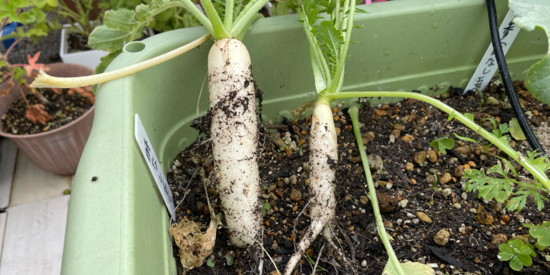 プランターで収穫した春大根