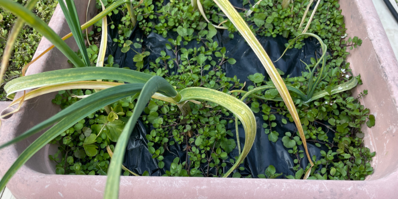 ニンニク栽培２月中旬の様子