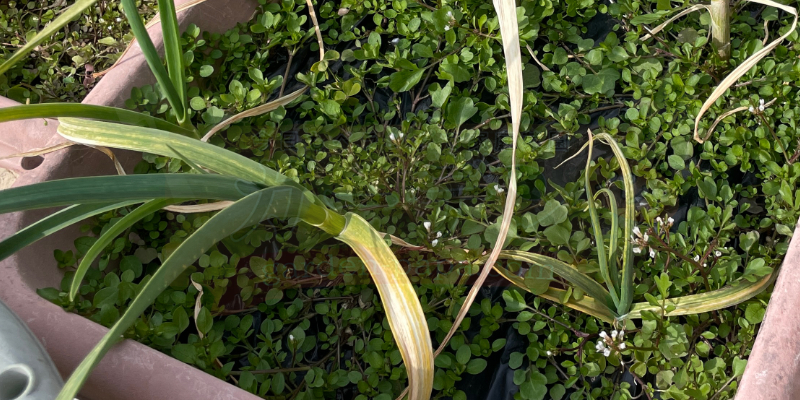 雑草がかなり多くなってたニンニク栽培中のプランターの様子