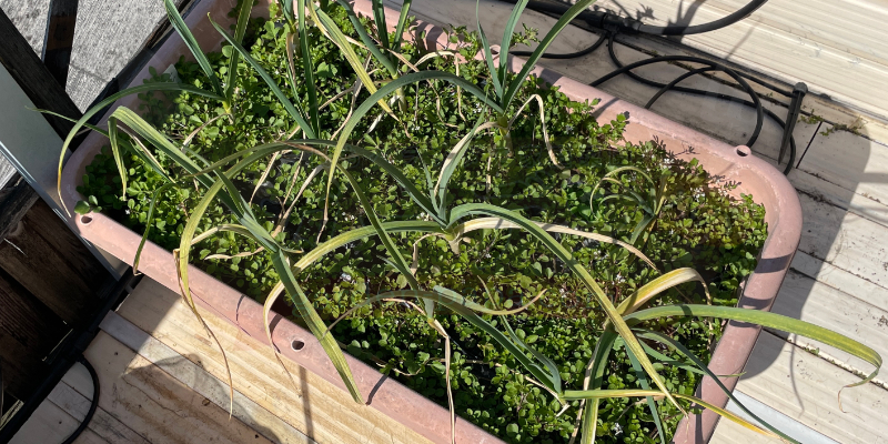 ニンニク栽培中のプランターに雑草がびっしりと映えた状態