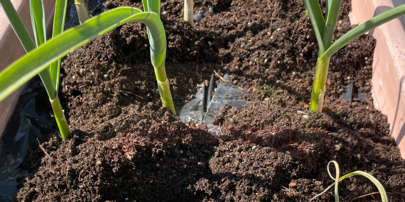 ニンニクの株の根元に土寄せをした状態