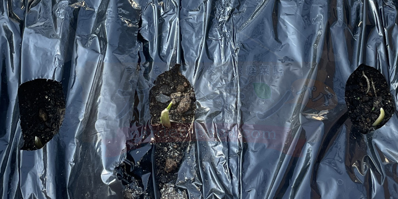 ニンニクの植え付けから2日後の様子