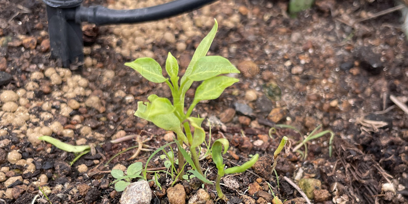 4月中旬、プランターにピーマンの苗を植え付けた直後の様子。