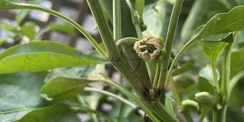 7月中旬頃、しっかりと伸びて実がついてきたピーマンの様子