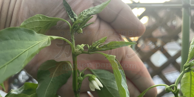 追肥後、株全体に勢いが出てきたピーマン