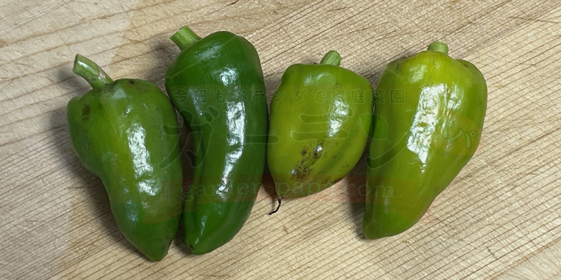 プランターで初めて収穫できたピーマン