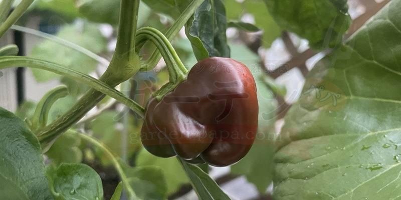 追肥を忘れていた時の失敗したピーマン