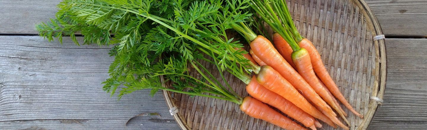 ベビーキャロットをプランターで育ててみた｜種まきから収穫までの栽培日記