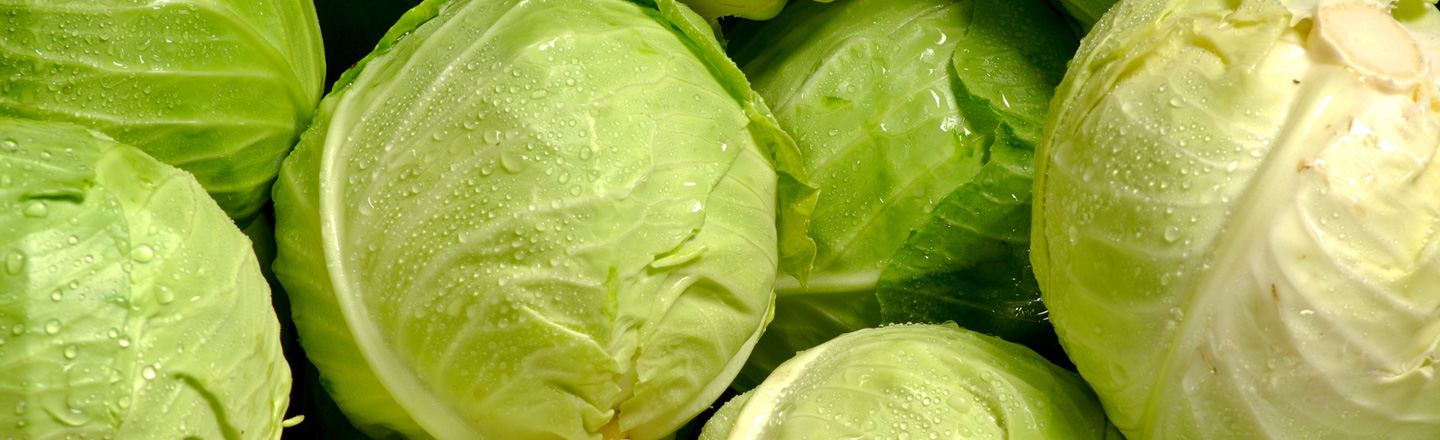 冬キャベツの栽培日記｜10月に苗を植えて収穫まで育てた記録【家庭菜園】