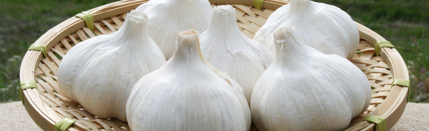 2025年-2026年のにんにく栽培
