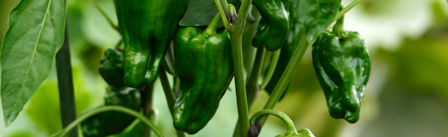 ピーマンの育て方【プランター栽培・初心者向け】