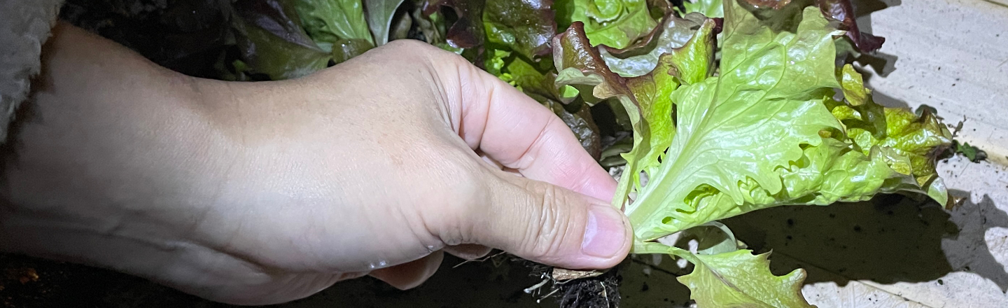 【秋まき】サニーレタス