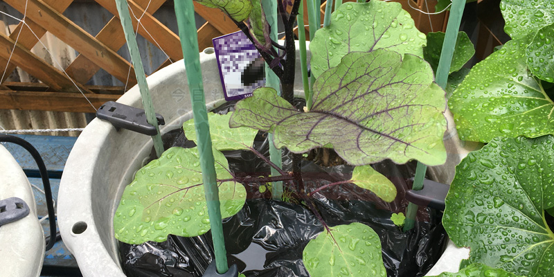 植え付けから約2週間後、葉が増えてきたナスの様子。