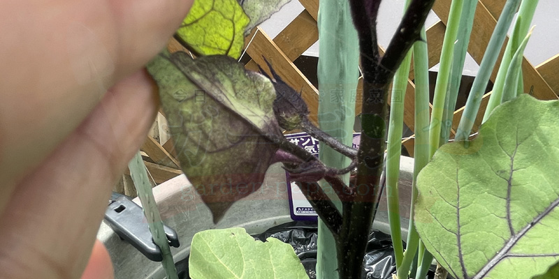 追肥後、茎が太くなり勢いが出てきたナス