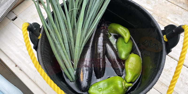 収穫できたプランター栽培のナス