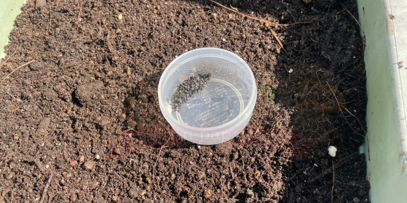 タッパーで保管していた自家採種の下仁田ネギの種