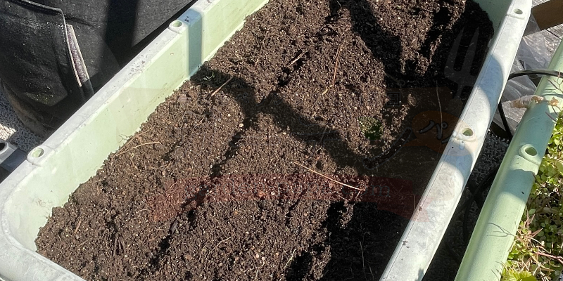 プランターに筋蒔きされた下仁田ネギの種