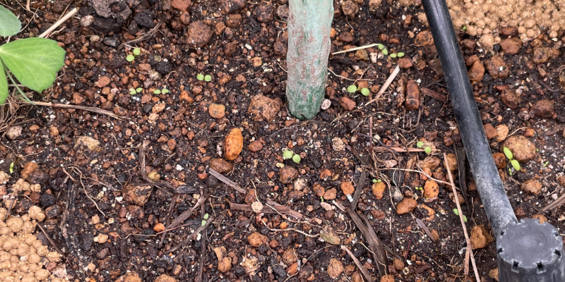 スナップエンドウ 春まき 発芽しないプランター
