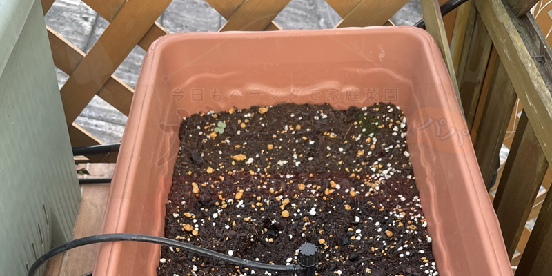スティックセニョールの種をまいた後のプランターの様子