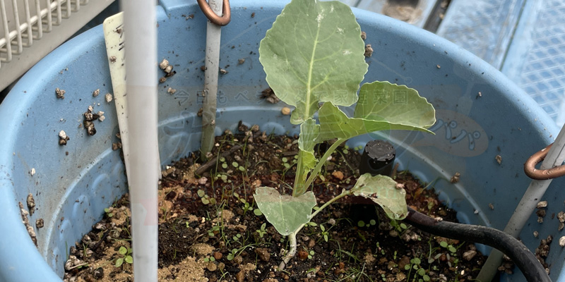 生長中期のスティックセニョールの茎と葉の様子