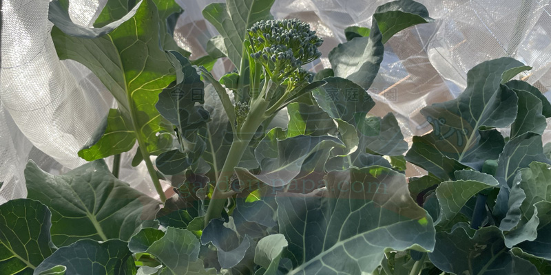 青虫対策後に回復し始めたスティックセニョールの葉