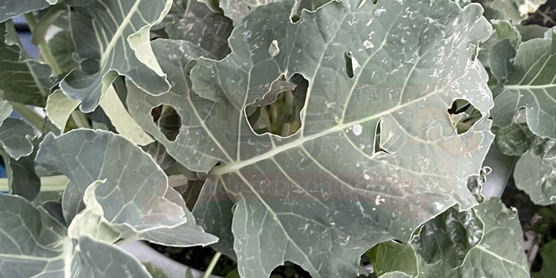 スティックセニョールの葉が青虫に食害されて穴が空いている様子