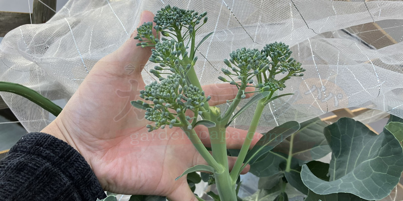 収穫適期を迎えたスティックセニョールの花蕾と茎