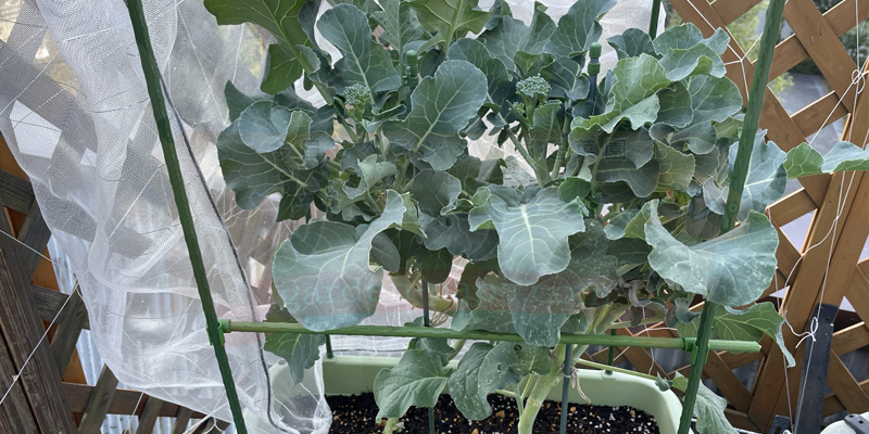 スティックセニョールの全体写真