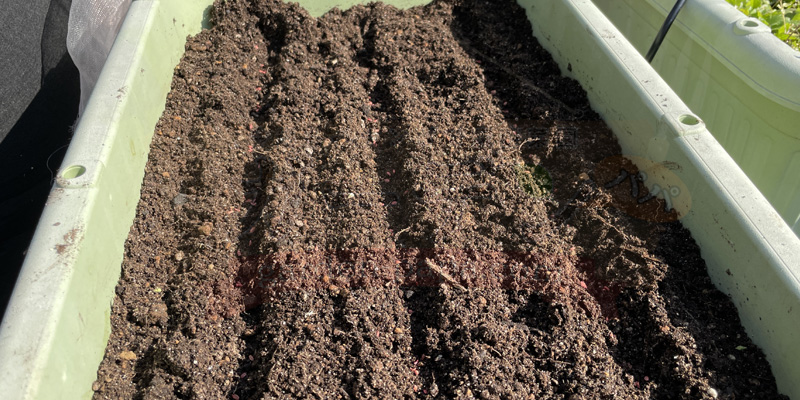 溝に時なし五寸ニンジンの種をまいた様子