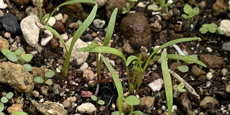 双葉が揃っている時なし五寸ニンジンの様子