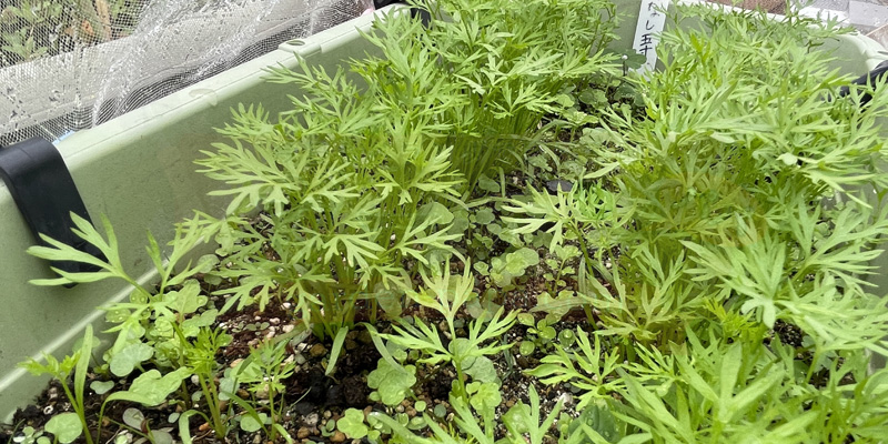 時なし五寸ニンジンの本葉が出たころの様子