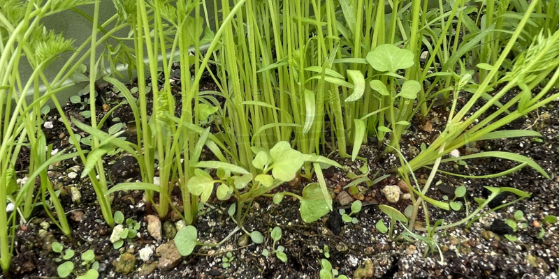 時なし五寸ニンジンの間引き前の様子