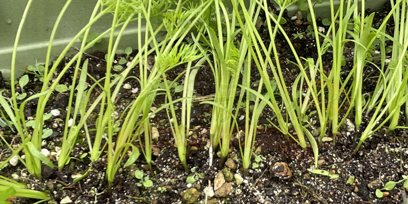 間引き後の時なし五寸ニンジンの様子