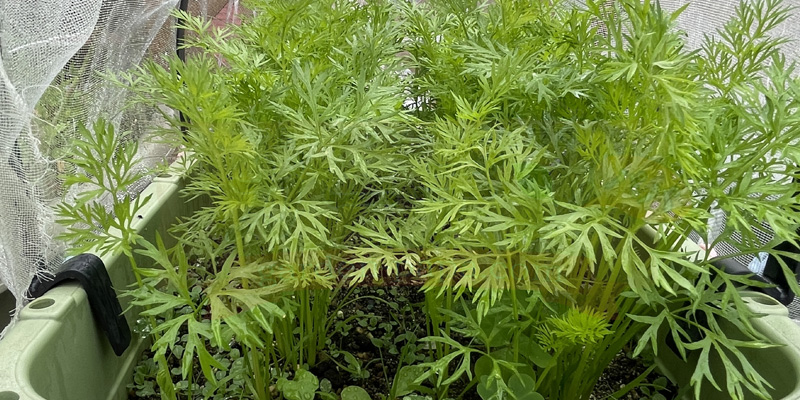 間引き後、１っ週間が経過した時なし五寸ニンジンの様子